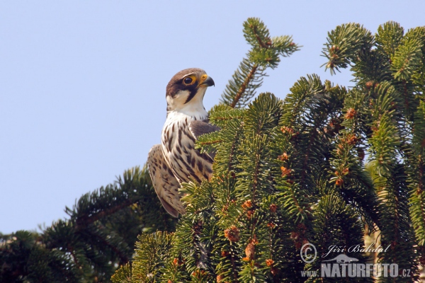 Sokol lastovičiar (Falco subbuteo)