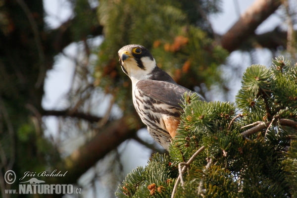 Sokol lastovičiar (Falco subbuteo)