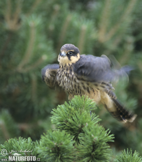 Sokol lastovičiar (Falco subbuteo)