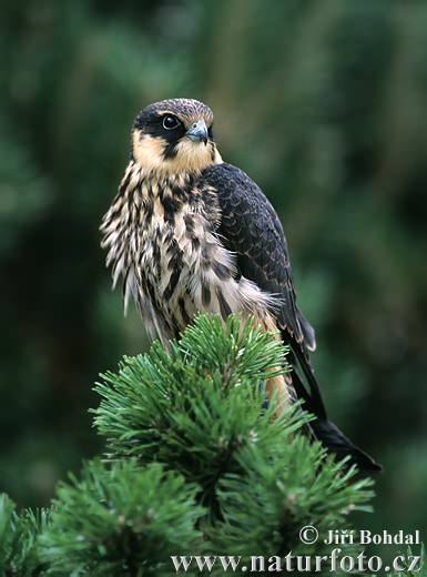 Sokol lastovičiar (Falco subbuteo)