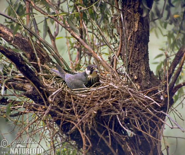 Sokol lastovičiar (Falco subbuteo)