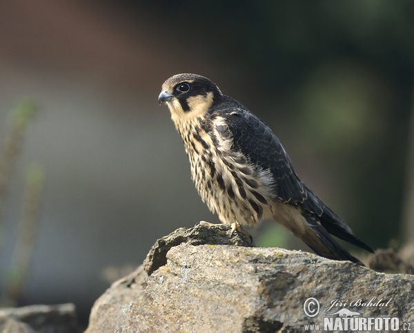 Sokol lastovičiar (Falco subbuteo)