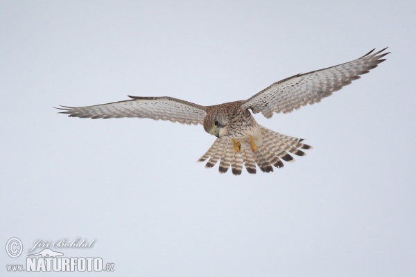 Sokol myšiar (Falco tinnunculus)