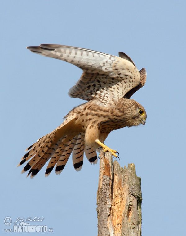 Sokol myšiar (Falco tinnunculus)