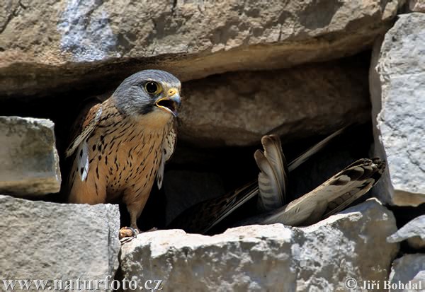 Sokol myšiar (Falco tinnunculus)