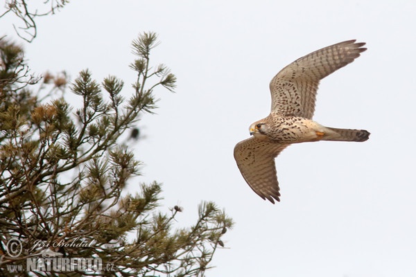 Sokol myšiar (Falco tinnunculus)