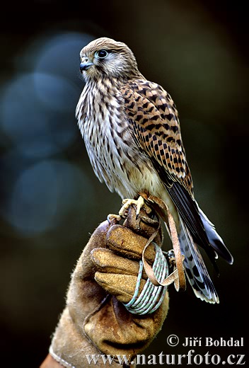 Sokol myšiar (Falco tinnunculus)