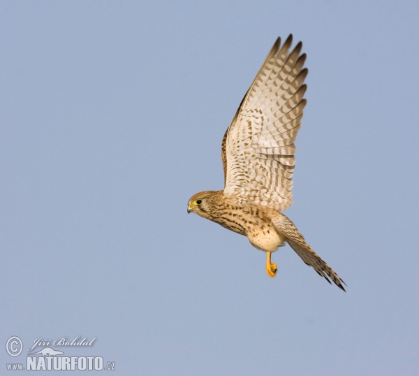 Sokol myšiar (Falco tinnunculus)