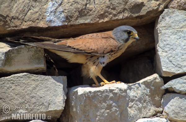 Sokol myšiar (Falco tinnunculus)