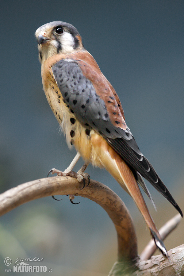 Sokol pestrý (Falco sparverius)