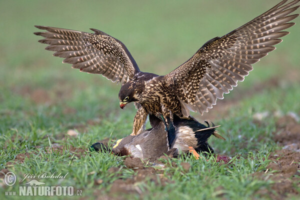 Sokol sťahovavý (Falco peregrinus)