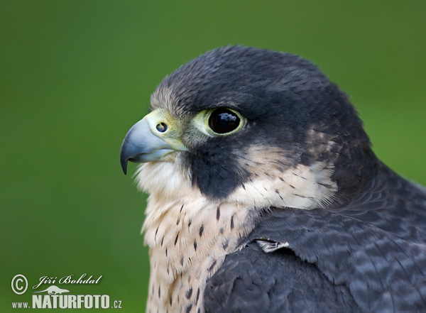 Sokol sťahovavý (Falco peregrinus)