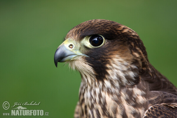 Sokol sťahovavý (Falco peregrinus)