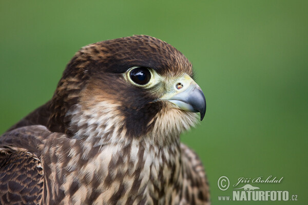 Sokol sťahovavý (Falco peregrinus)