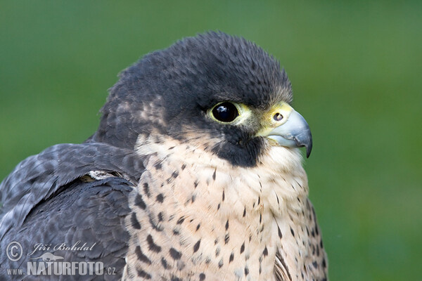 Sokol sťahovavý (Falco peregrinus)