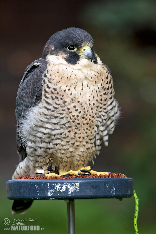 Sokol sťahovavý (Falco peregrinus)