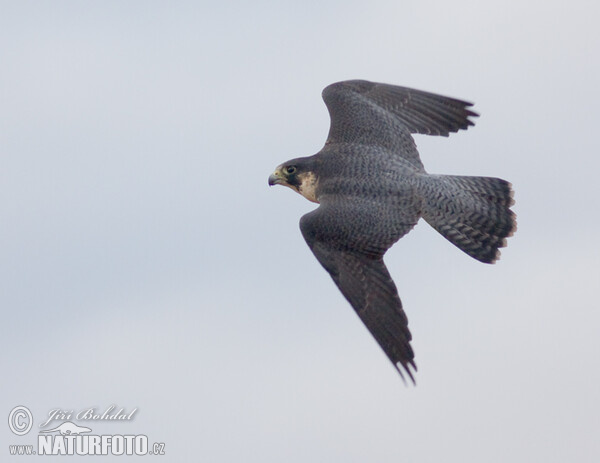 Sokol sťahovavý (Falco peregrinus)