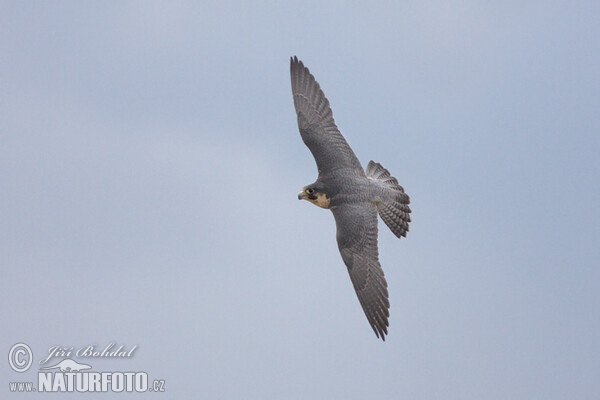 Sokol sťahovavý (Falco peregrinus)