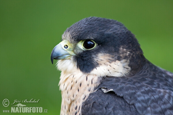 Sokol stěhovavý (Falco peregrinus)