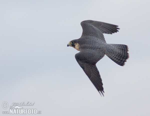 Sokol stěhovavý (Falco peregrinus)