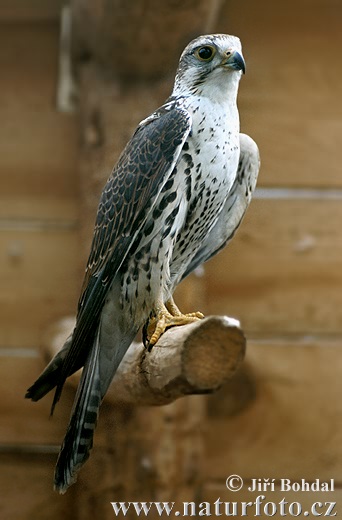 Sokol tmavý (Falco biarmicus)