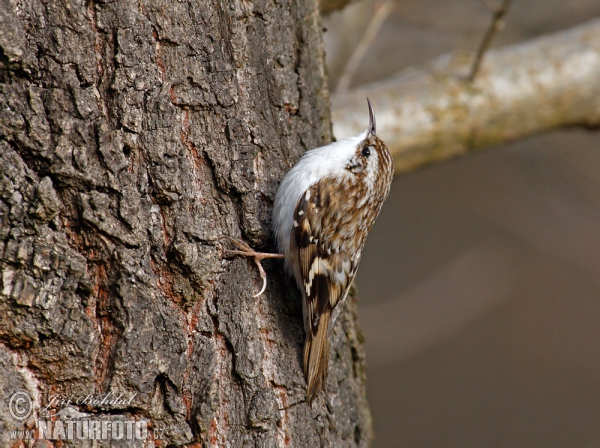 Šoupálek dlouhoprstý (Certhia familiaris)