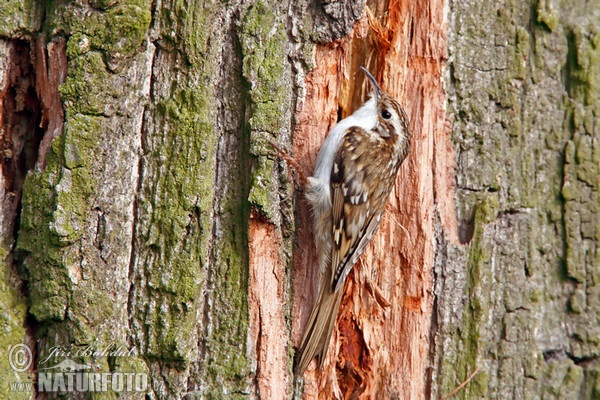 Šoupálek dlouhoprstý (Certhia familiaris)