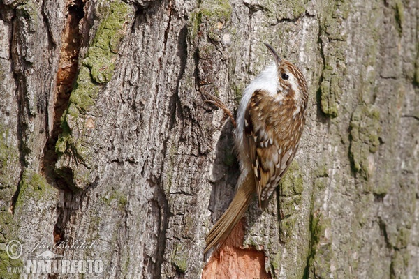 Šoupálek dlouhoprstý (Certhia familiaris)