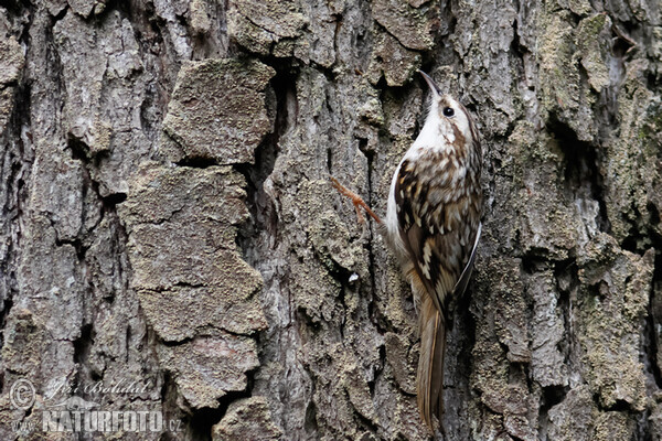 Šoupálek dlouhoprstý (Certhia familiaris)