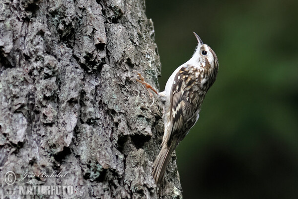 Šoupálek dlouhoprstý (Certhia familiaris)