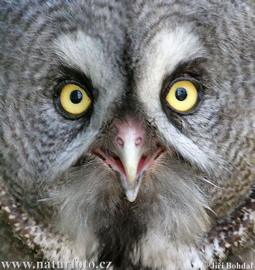 Sova bradatá (Strix nebulosa)