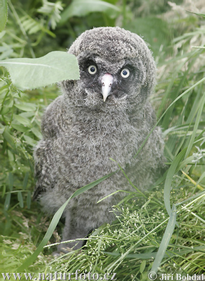 Sova bradatá (Strix nebulosa)