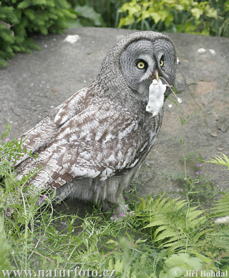 Sova bradatá (Strix nebulosa)