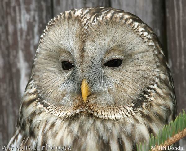 Sova dlhochvostá (Strix uralensis)