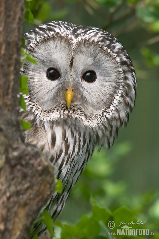 Sova dlhochvostá (Strix uralensis)