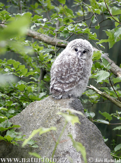 Sova dlhochvostá (Strix uralensis)