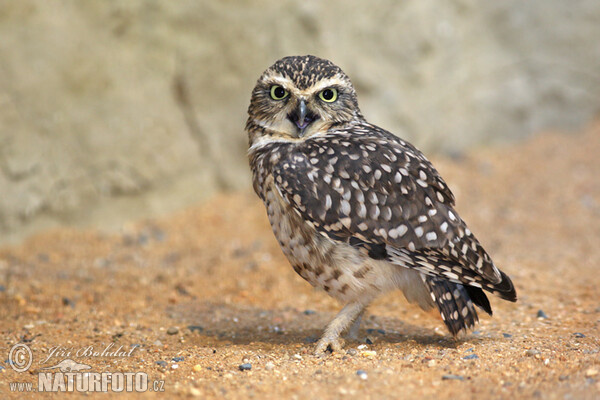 Sova králičí (Athene cunicularia)