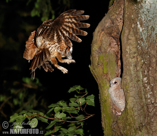 Sova obyčajná (Strix aluco)