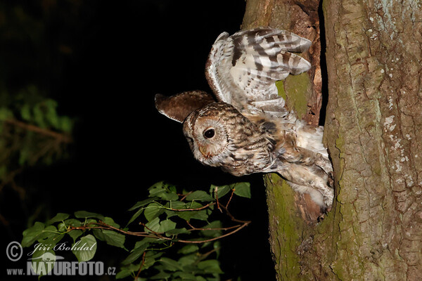 Sova obyčajná (Strix aluco)