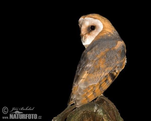 Sova pálená (Tyto alba)