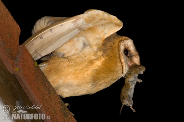 Sova pálená (Tyto alba)