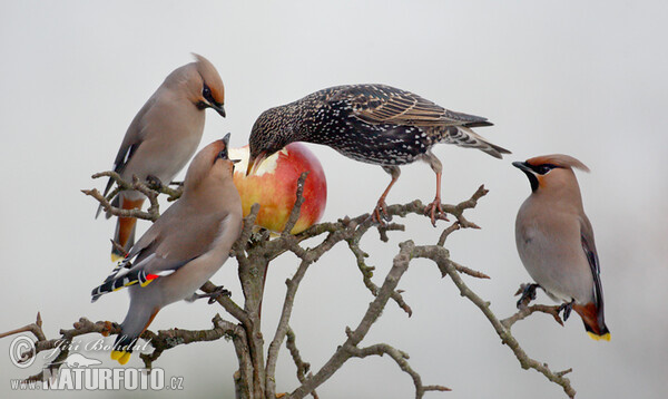 Špaček a brkoslavi (Sturnus vulgaris)