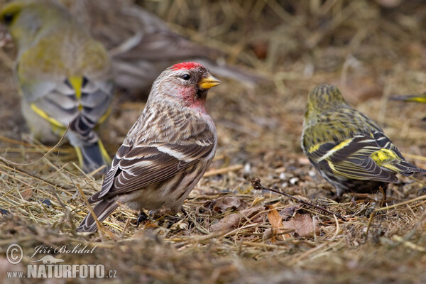 Stehlík čečetavý (Carduelis flammea)