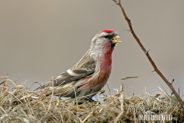 Stehlík čečetavý (Carduelis flammea)