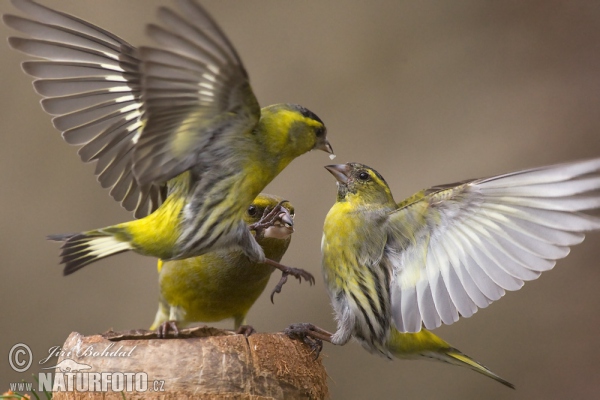 Stehlík čížavý (Carduelis spinus)