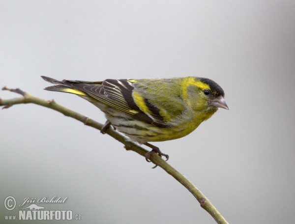 Stehlík čížavý (Carduelis spinus)