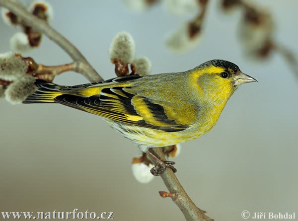 Stehlík čížavý (Carduelis spinus)