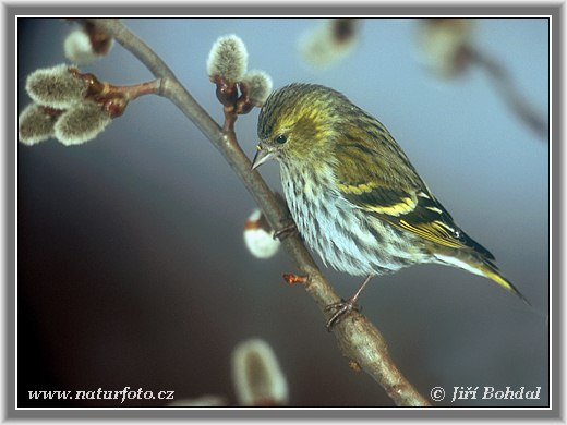 Stehlík čížavý (Carduelis spinus)