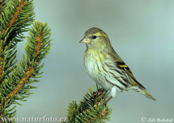 Stehlík čížavý (Carduelis spinus)