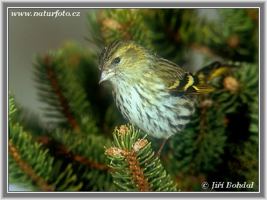 Stehlík čížavý (Carduelis spinus)